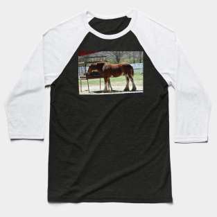 Clydesdale Baseball T-Shirt